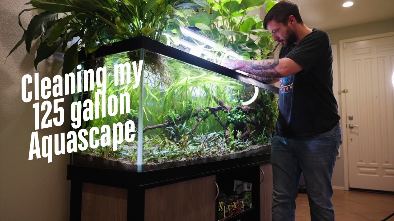 Cleaning A 125 Gallon Aquascape!