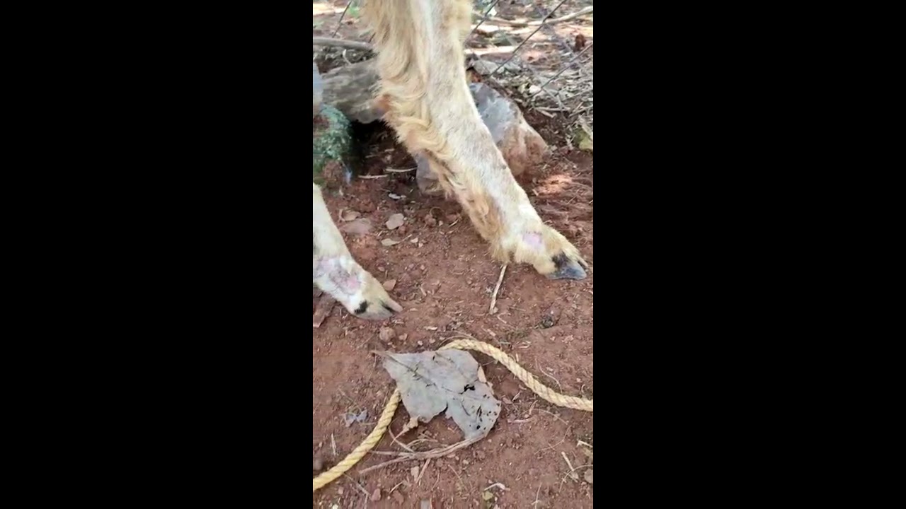Treatment for hair loss in sheep and goat, external parasites treatment , telugu #kfarms.