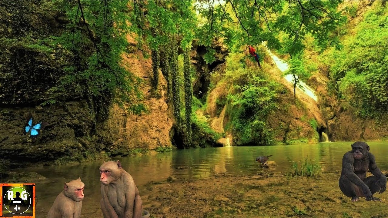 Звуки джунглей: атмосфера тропического леса и звуки животных для сна, учебы, отдыха