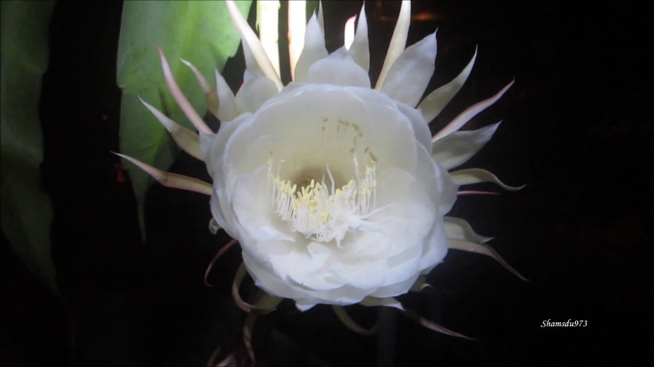Eclosion d'un berceau de Moïse