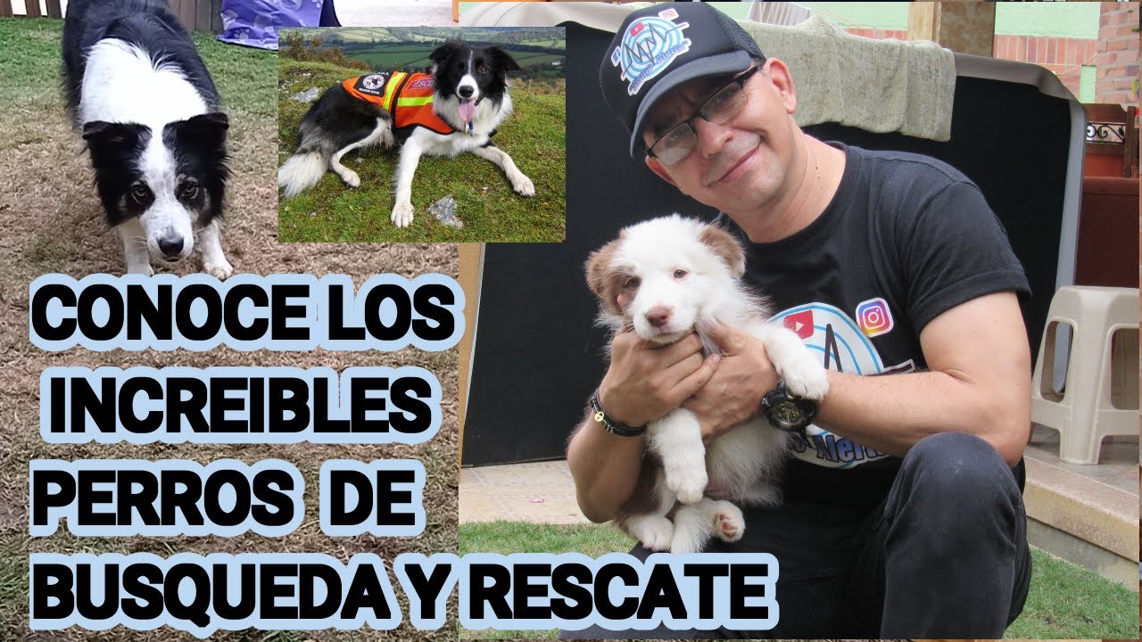 CONOCE LOS INCREÍBLES PERROS DE BÚSQUEDA Y RESCATE