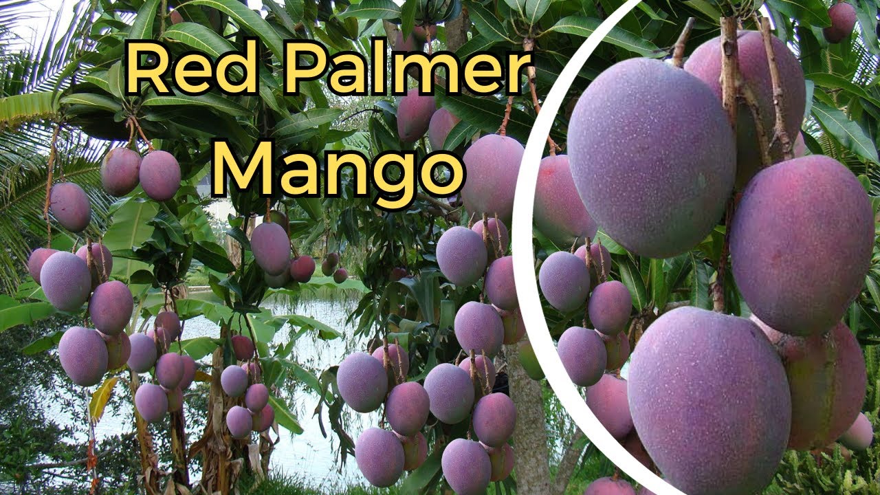 Palmer Mango | The world's most expensive mango palmar is cultivated in India. Miyazaki Vs palmer