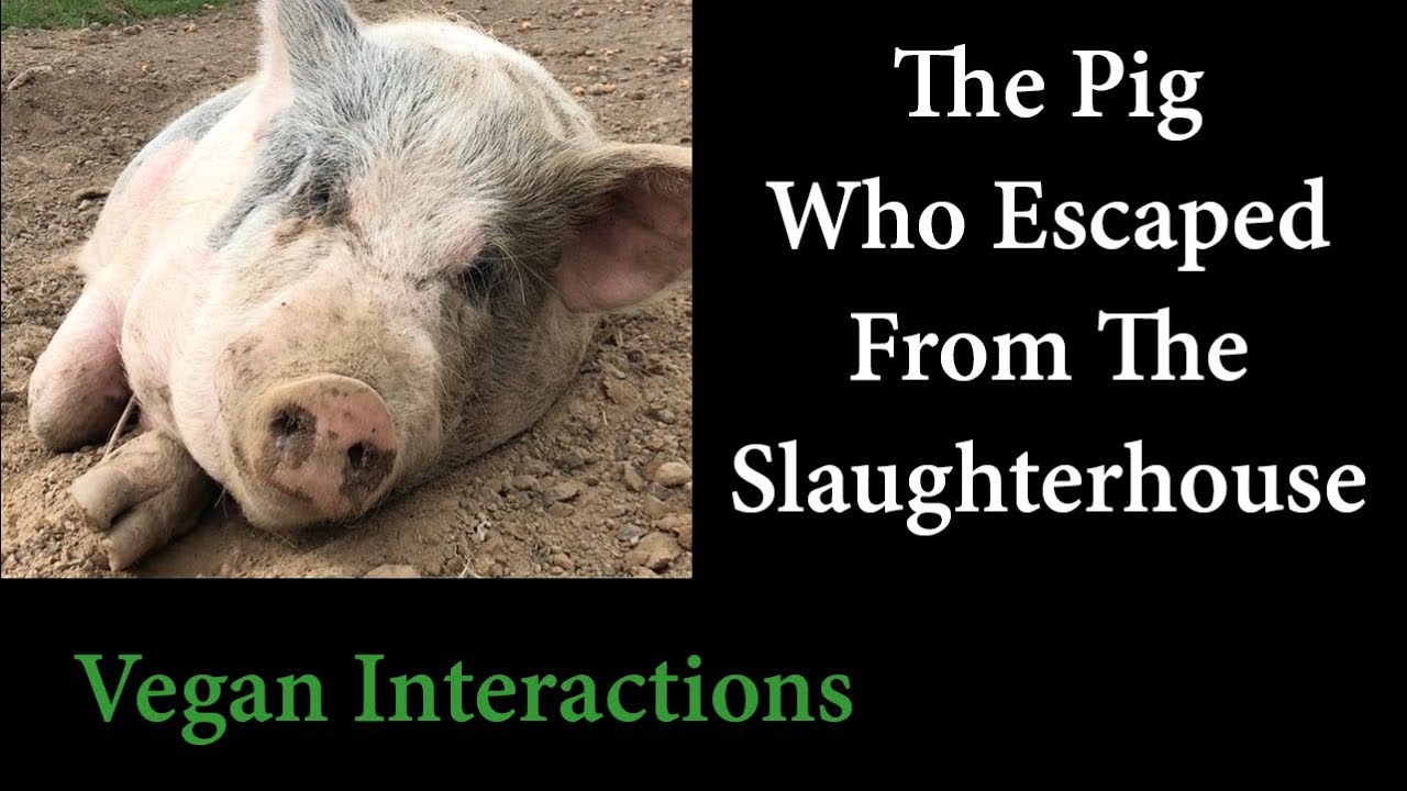 The Pig Who Escaped from the Slaughterhouse