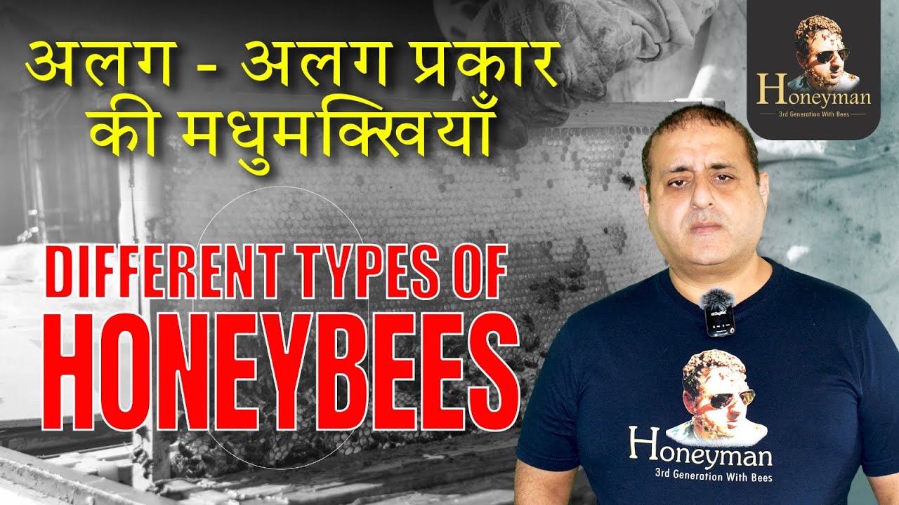 Different types of Honey Bees in India