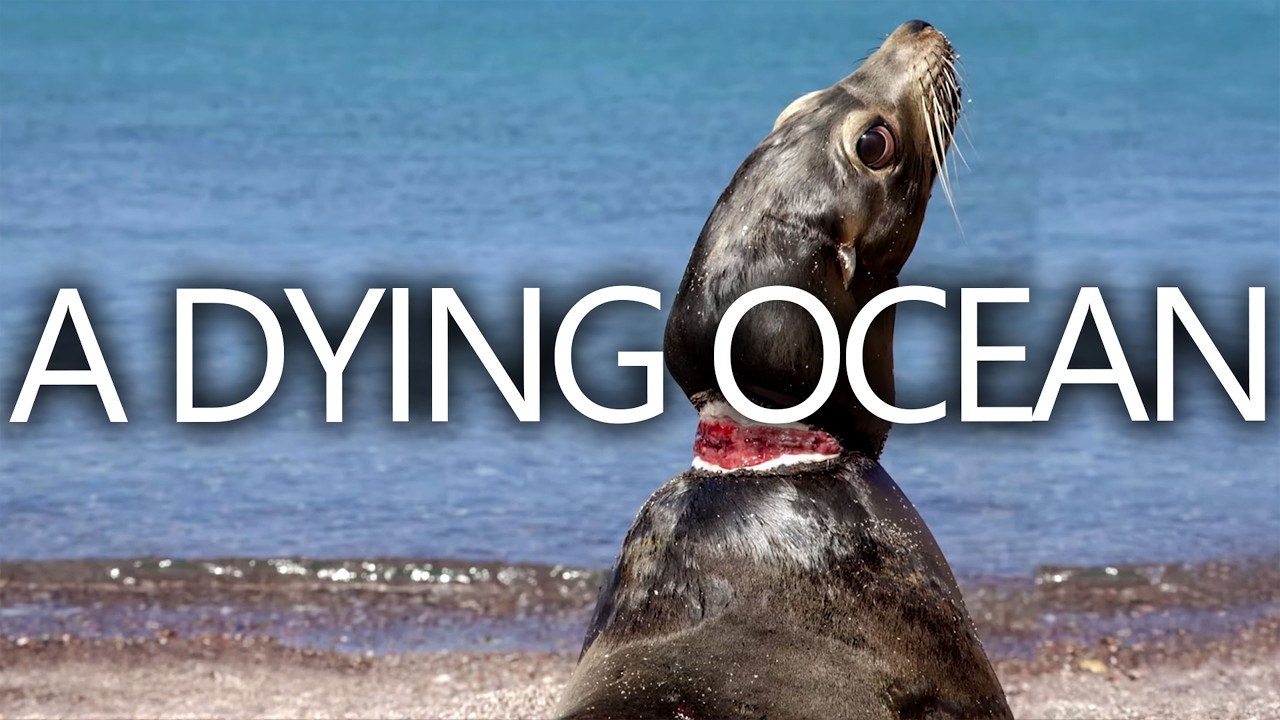 Sea Lion Rescue: Hope in a Plastic Ocean? | Seed Documentary
