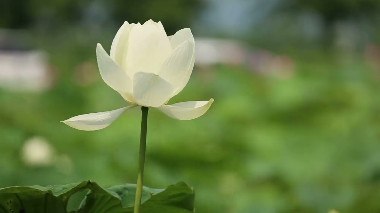 Morning Devotion | Elements of leadership and parenting