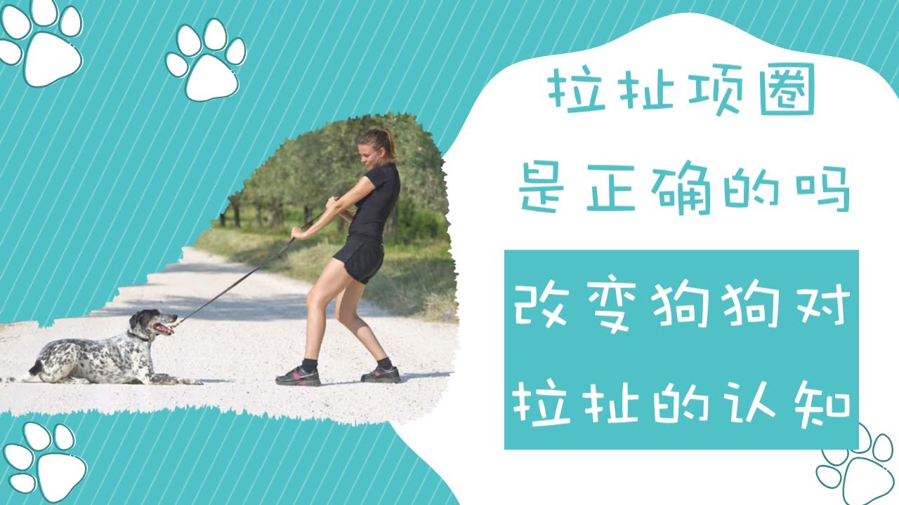 拉扯项圈是坏事吗？如何让狗狗改变对拉扯的认知