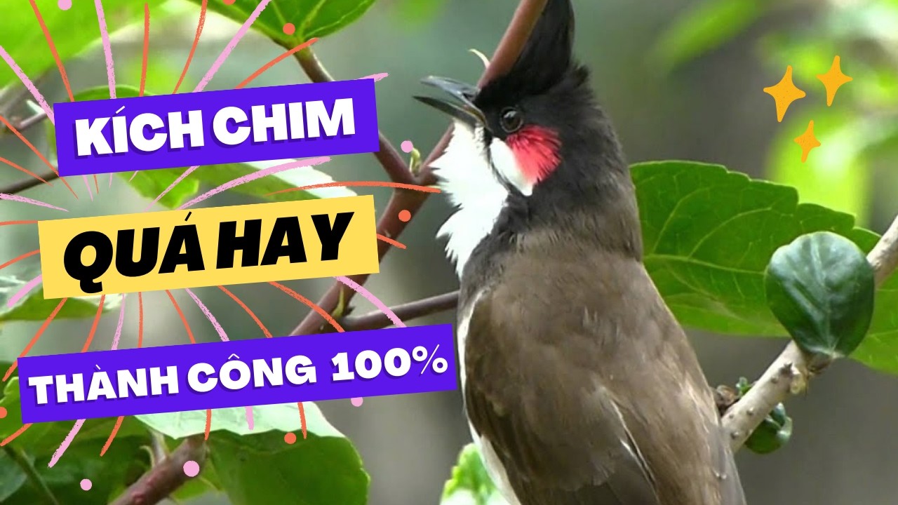 chào mào hót sáng kích bổi - luyện giọng hay ép bổi sổ bọng và căng lửa - chào mào hót đấu