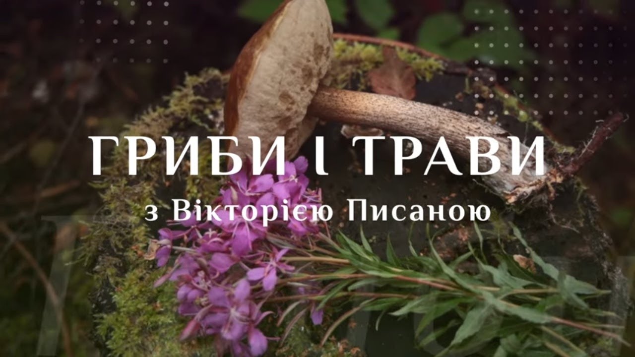 Осінній дрімтрейл: букові горішки та чорна лисичка у букових лісах Львівщини