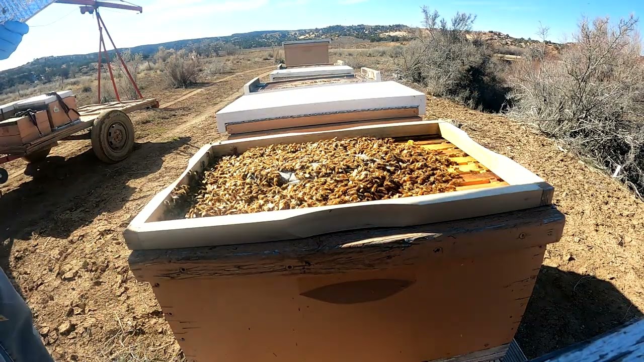 Dead outs and bad feed.