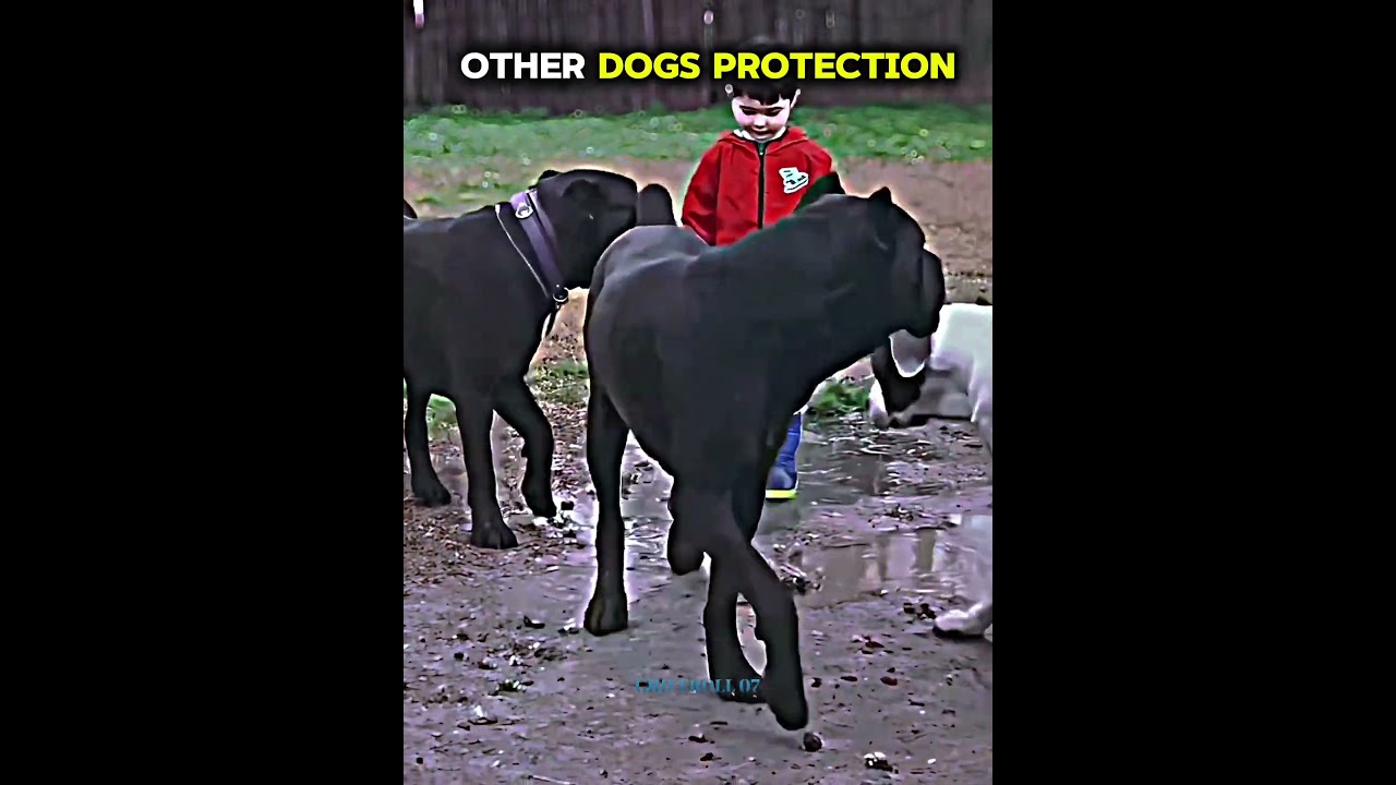 other dogs protection,🤡vs this dog ☠️#troll, #memes, #trolls, #meme, #funny, #trending, #memesdaily