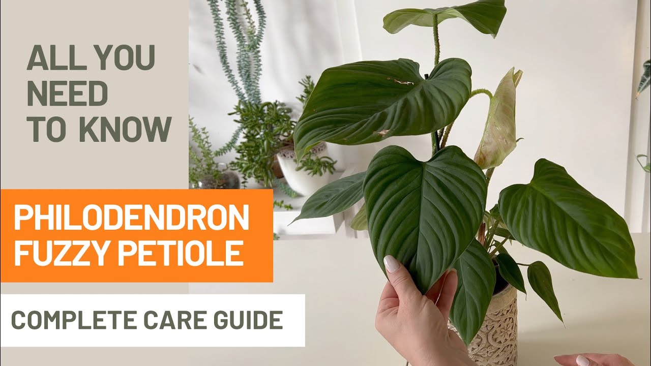 How to Care for Philodendron Fuzzy Petiole? All You Need To Know