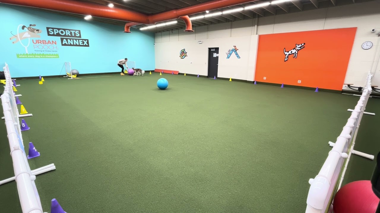 Novice Standard Run 3, Treibball Video Titling