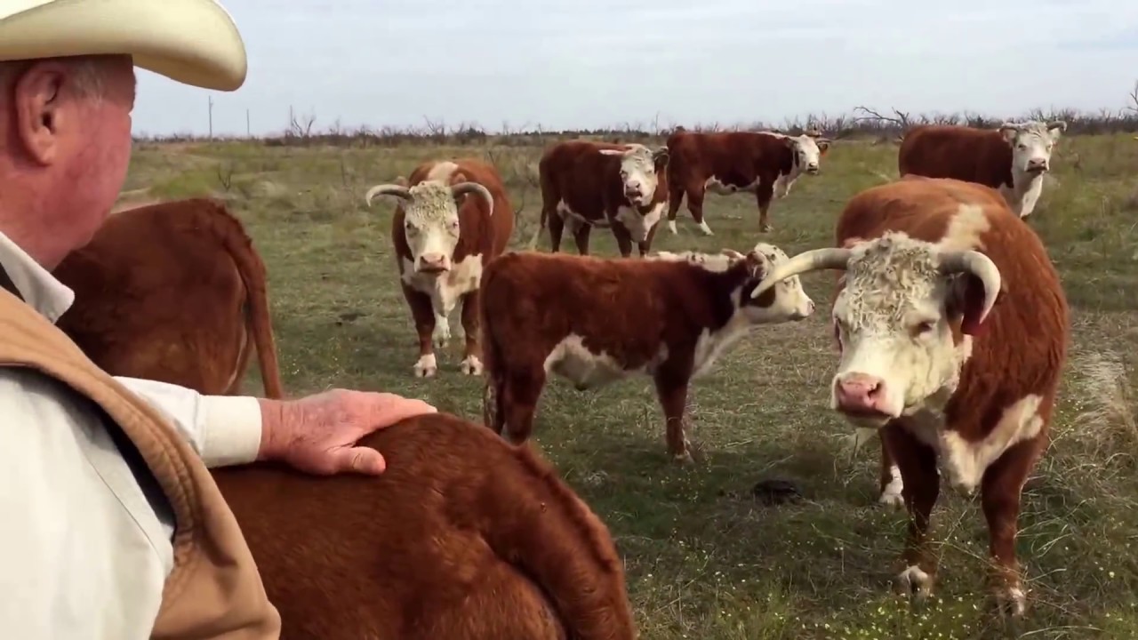 Basics of line breeding, Jim Lents Herford's