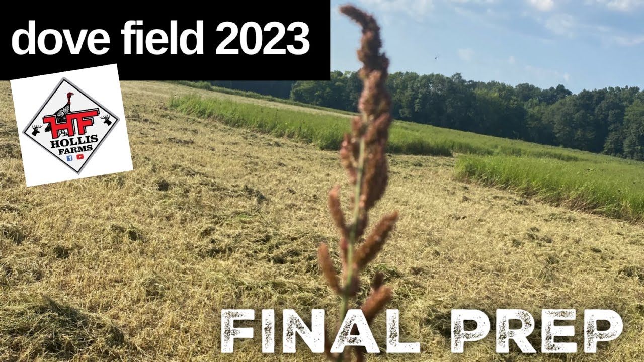 Dove Field 2023… Финальная подготовка