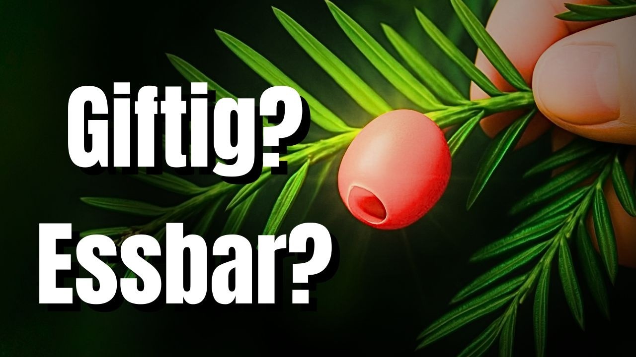 Warnung: Diese essbare Beere kann tödlich sein – das musst du wissen! ⚠️