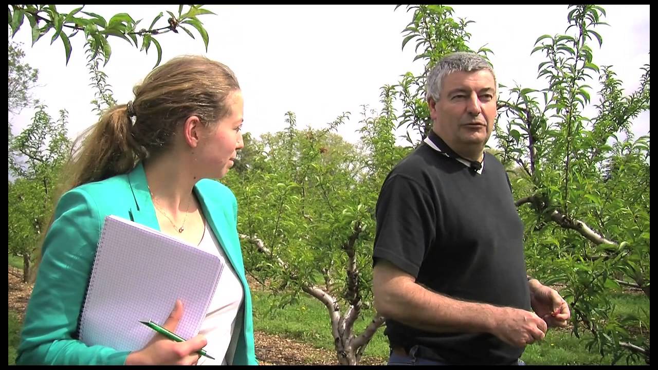 Bruno Darnaud, président de l'AOP Pêches et nectarines de France, AFDP # 6