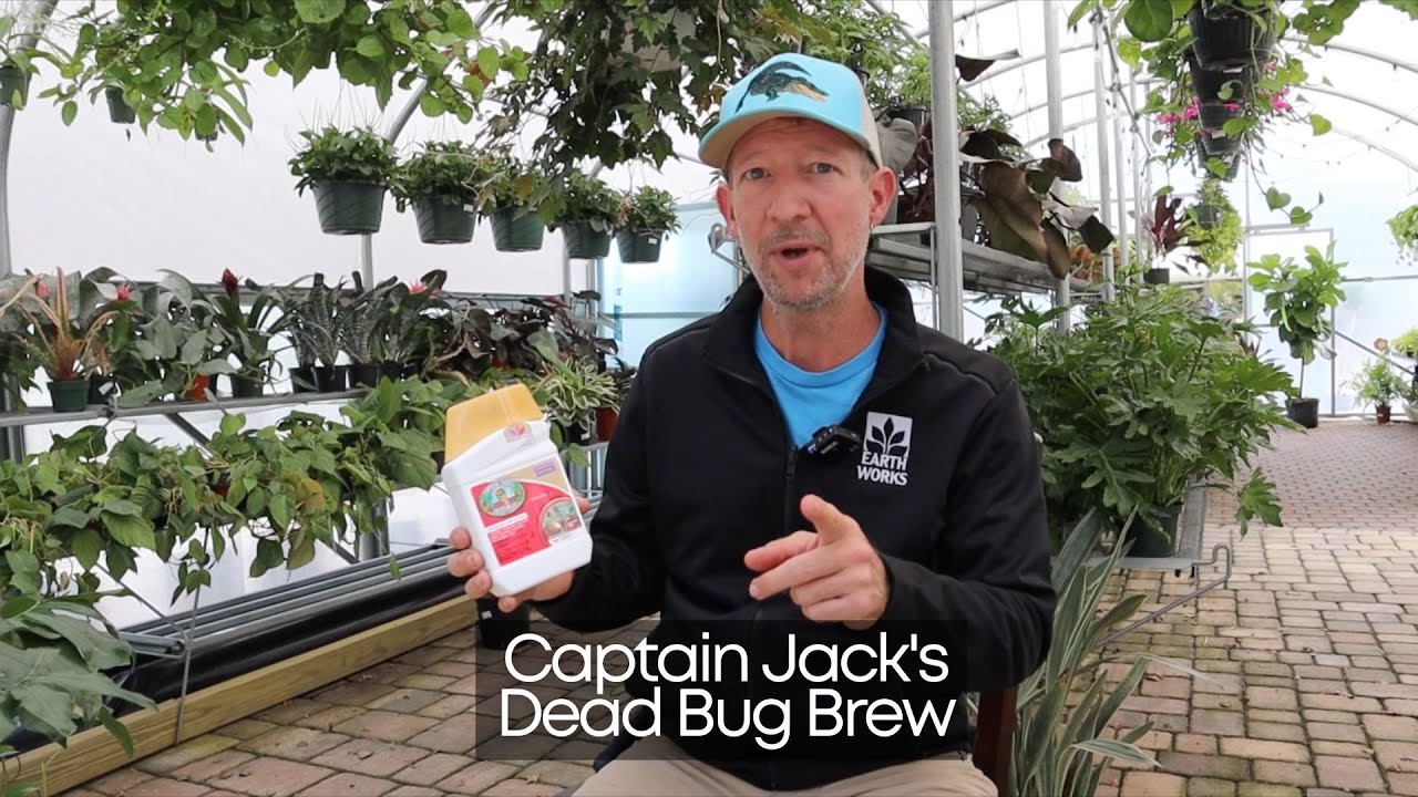 Captain Jacks Dead Bug Brew