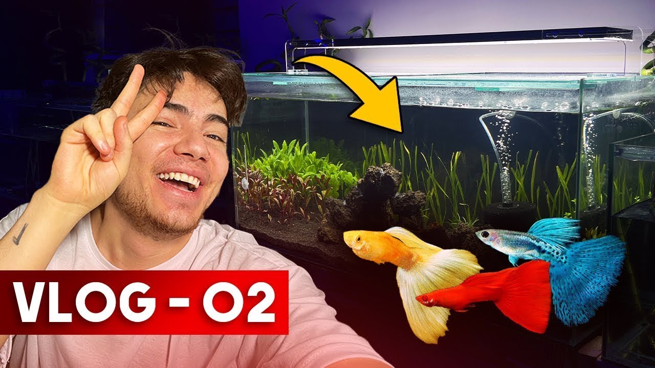 YENİ HOBİ ODASI KURDUM ! ( 41 Tane &Ouml;zel T&uuml;r Lepistes ) - VLOG 02