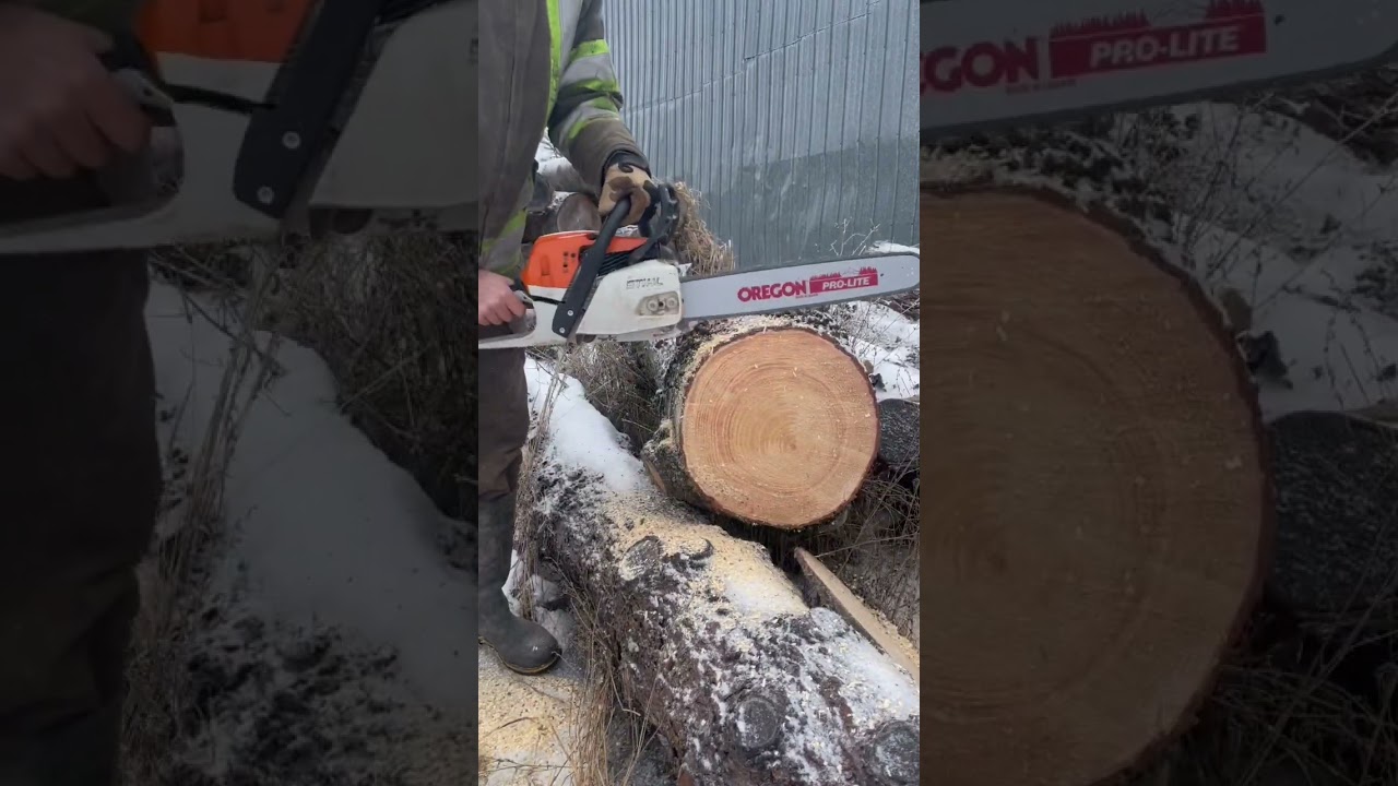 Professional vs Farm & Ranch Chainsaw | Stihl ms291 vs ms261!  #oregon #sharp #chainsawman