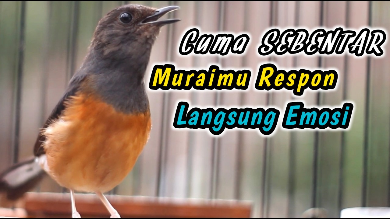 CUKUP SEBENTAR MURAI BATU DIAM PASTI LANGSUNG EMOSI‼️KRETEKAN KERAS MURAI BETINA PENGGACOR JANTAN