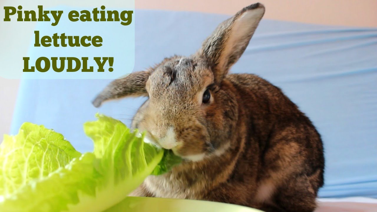 Pinky the bunny, eating lettuce LOUDLY