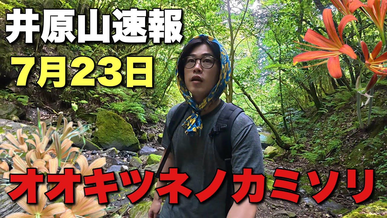 【速報登山】井原山のオオキツネノカミソリの見頃は！？【水無登山口】