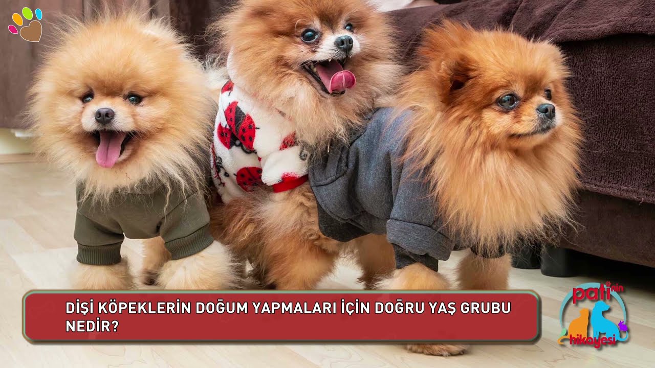 Dişi köpeklerin doğum yapmaları için doğru yaş grubu nedir ?