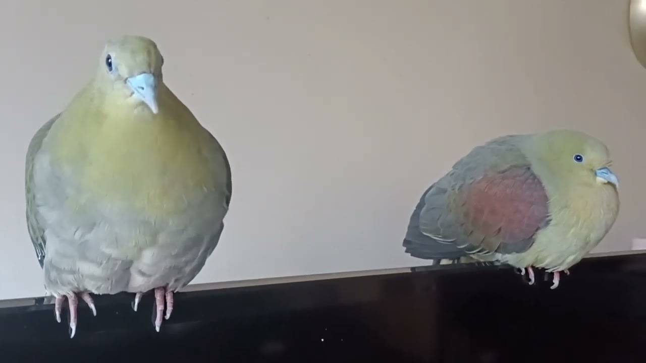 母鳩鳩唱歌