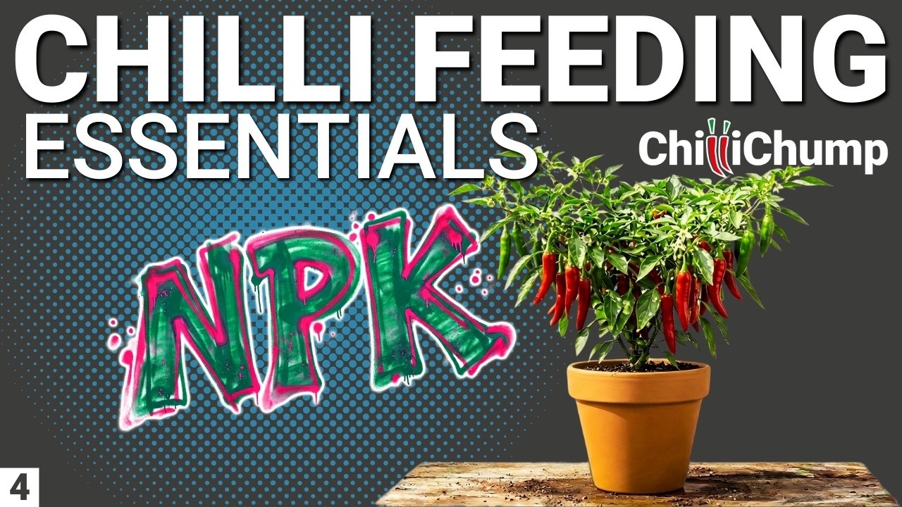 How to Feed Chilli Plants (You're Probably Overfeeding)