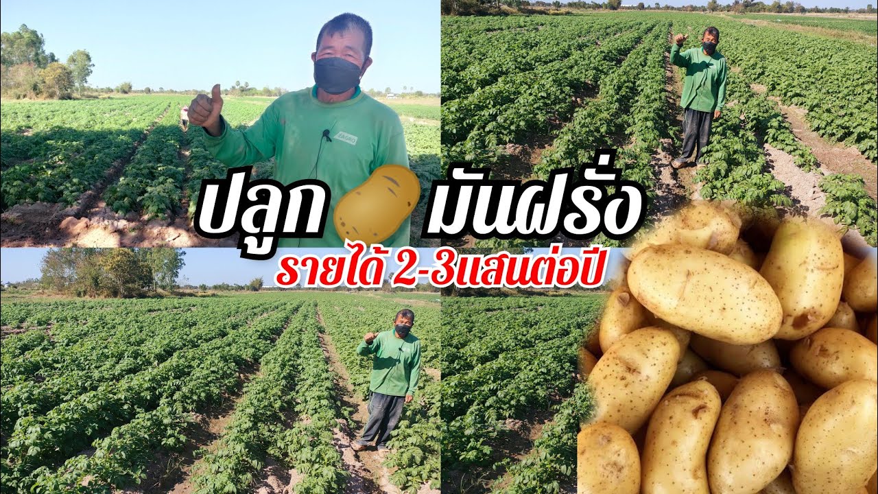 ทำสวน ปลูกมันฝรั่ง มีรายได้ 2-3 แสนต่อปี รายได้ดีมาก เรียนรู้ประสบการณ์ ระบบสหกรณ์