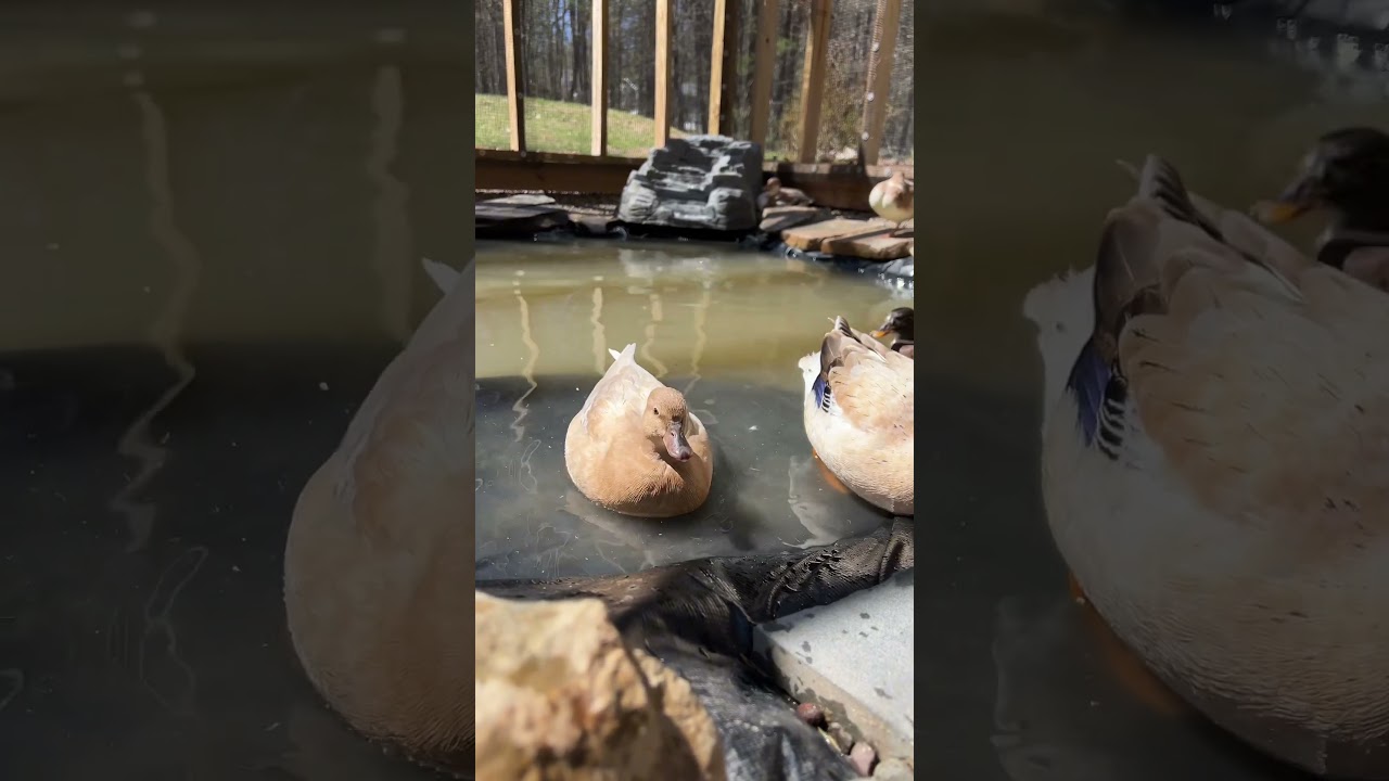 Pros & Cons of Call Ducks as Pets🪿🦆 #DunkinDucks #CallDucks #Pets #Ducks #FarmAnimals #BantamDucks