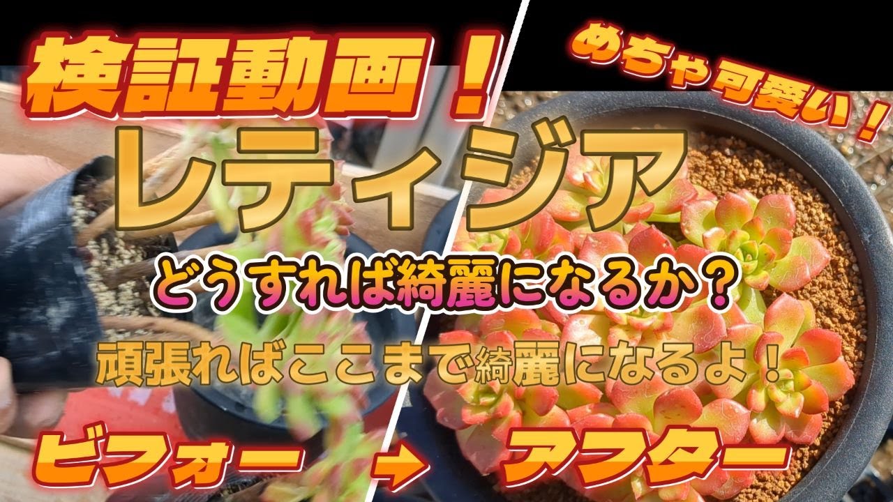 検証動画！レティジア！　どうすれば綺麗になるか？　頑張ればここまで綺麗になるよ！ビフォーアフター！多肉植物専門店RuPo