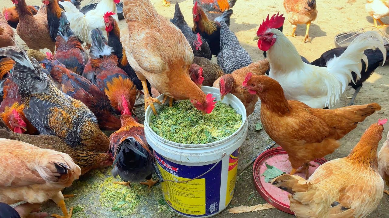 Fermented Feed for Chickens  Improve Digestion & Egg Production
