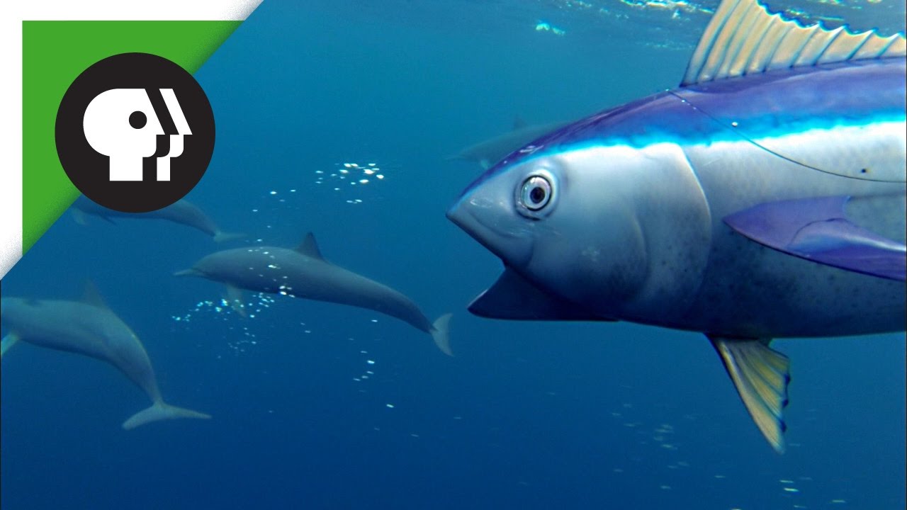 Spinner Dolphins Captured by 'Spy Tuna'