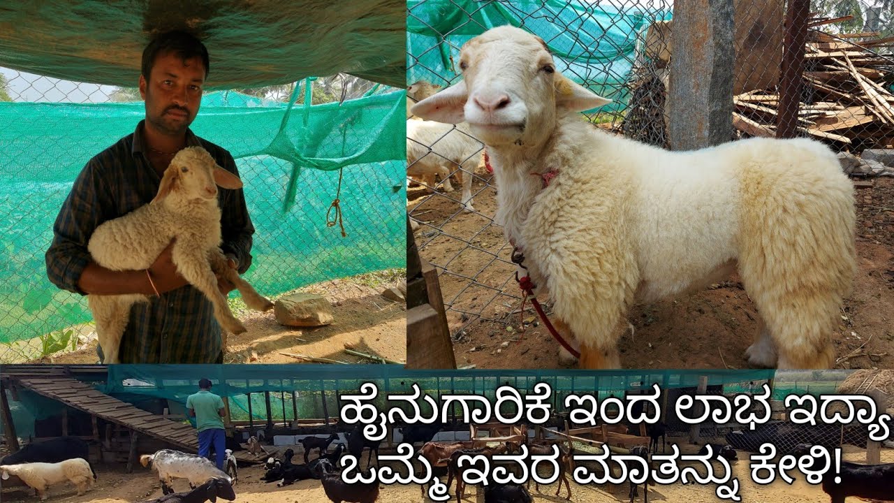 ಹೈನುಗಾರಿಕೆಯ ಲಾಭ ನಷ್ಟ| ಹೈನುಗಾರಿಕೆಯಲ್ಲಿ ಮುಖ್ಯವಾಗಿ ಬೇಕಾಗಿರುವುದು ತಾಳ್ಮೆ ಎನ್ನುತ್ತಾರೆ ಇವರು!