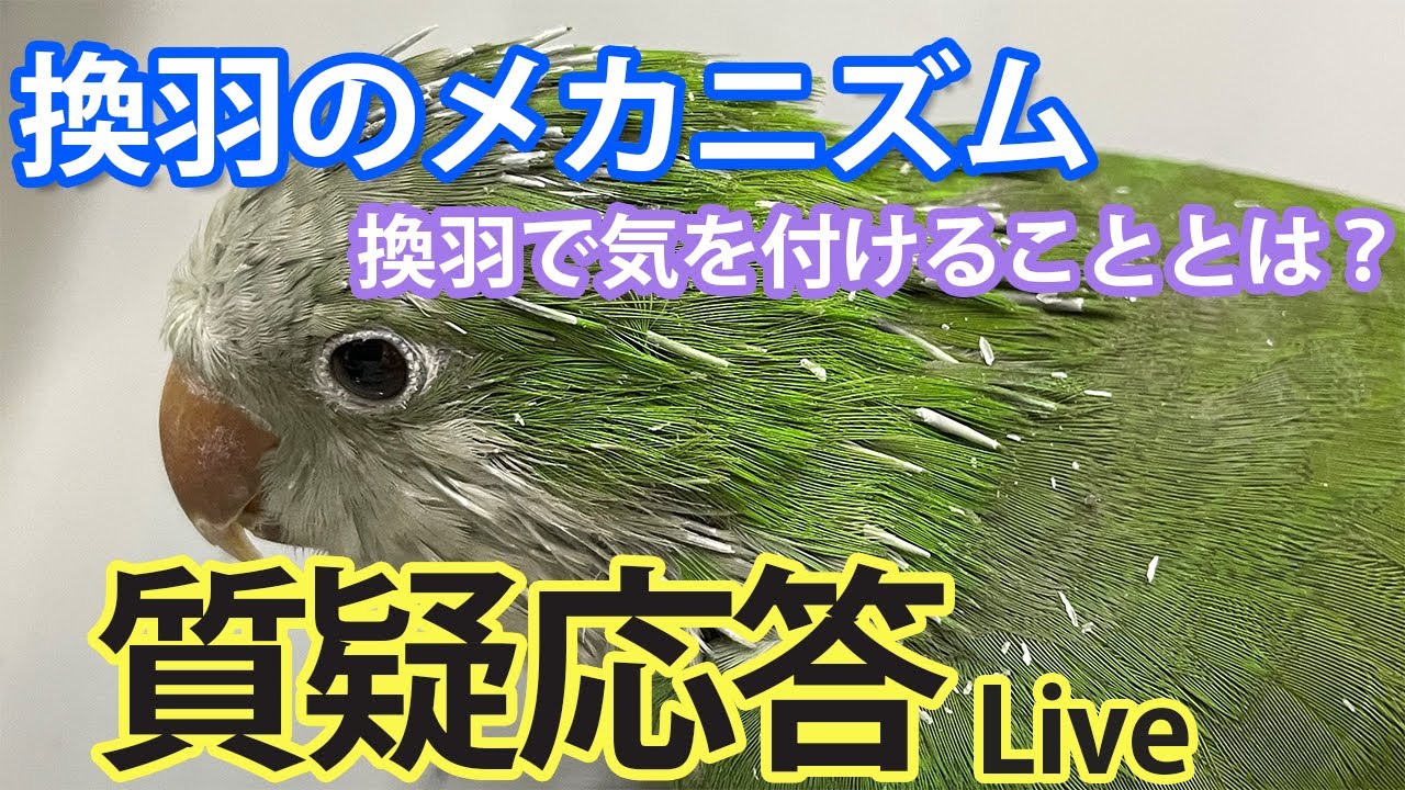 換羽のメカニズム　換羽で気を付けることとは？【質疑応答ライブ】