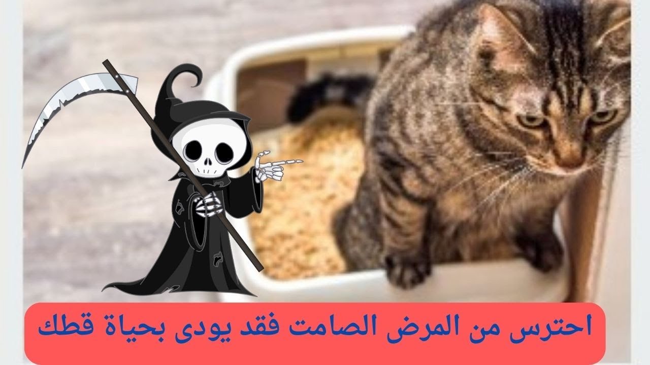 احتباس البول عند القطط -الاسباب -الاعراض - العلاج