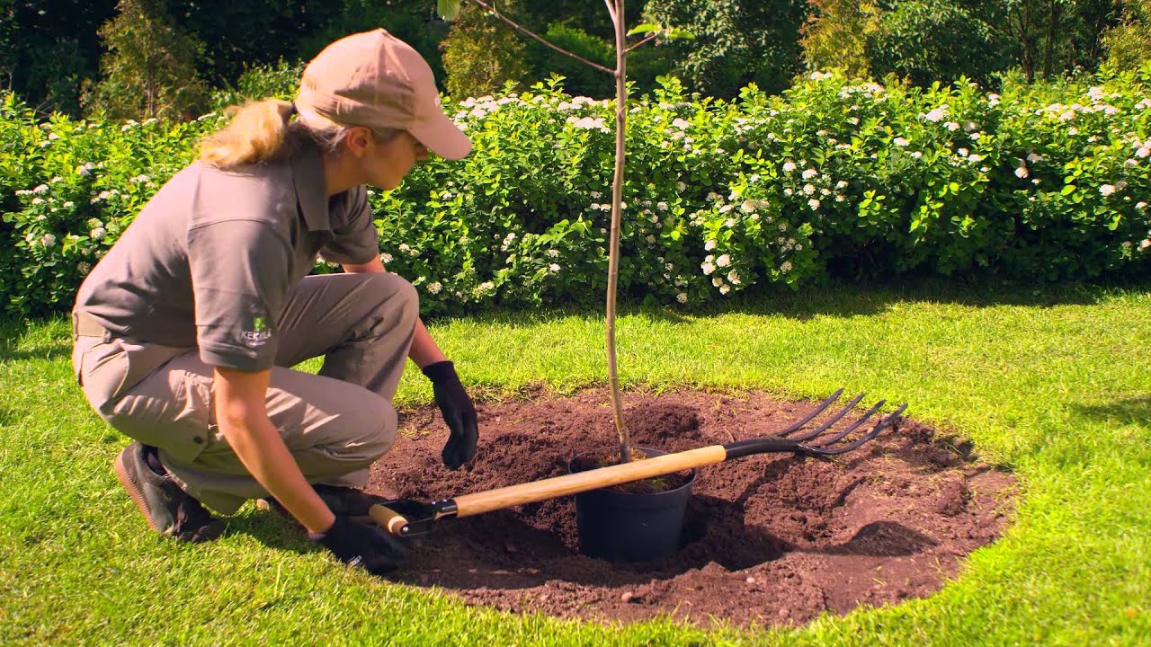 Plantera ett fruktträd