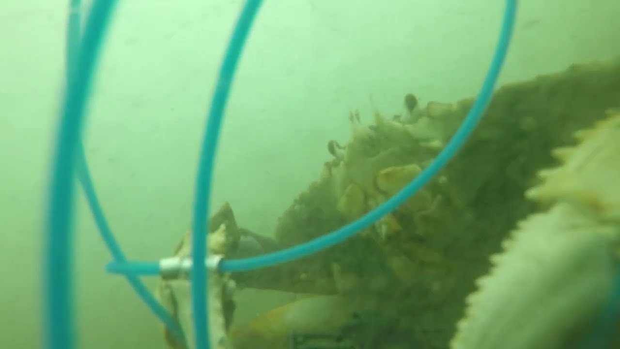 CATCH - Short Dungeness Crab - Underwater Crab Snare Footage | Feb 7, 2025 Cast 2