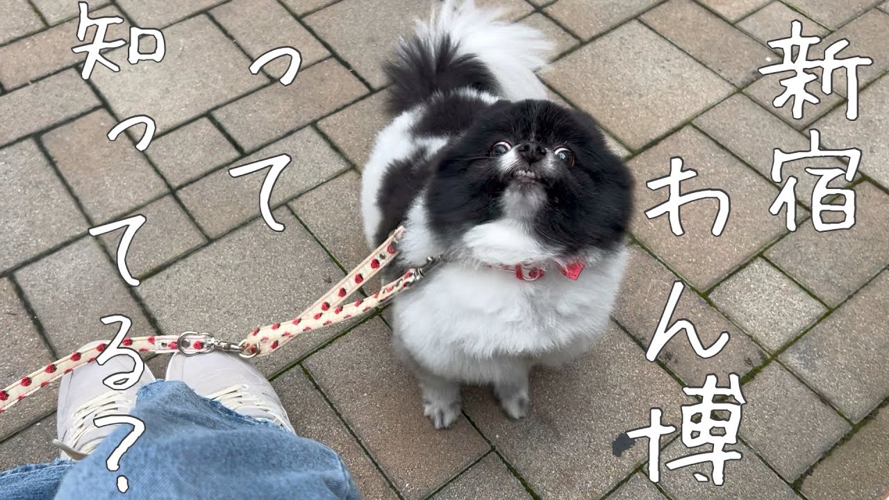 百貨店系犬イベントが激アツ！【新宿わん博】でインターペットより散財しました💸