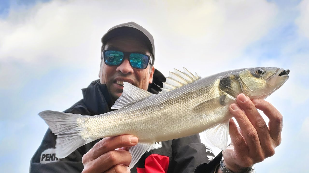 CALAMARS et BARS .Pêche au leurre et à la turlutte
