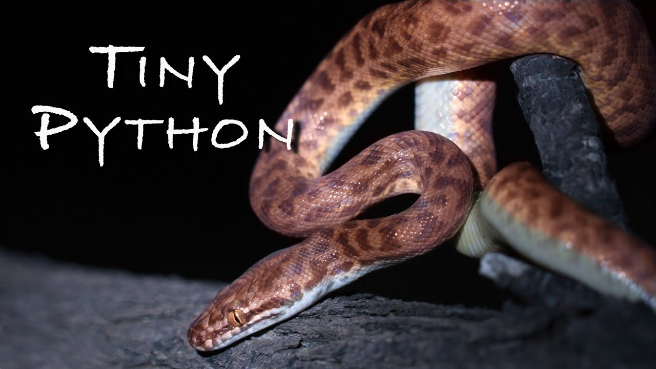 Childrens Pythons - Tiny Pythons In the Wild