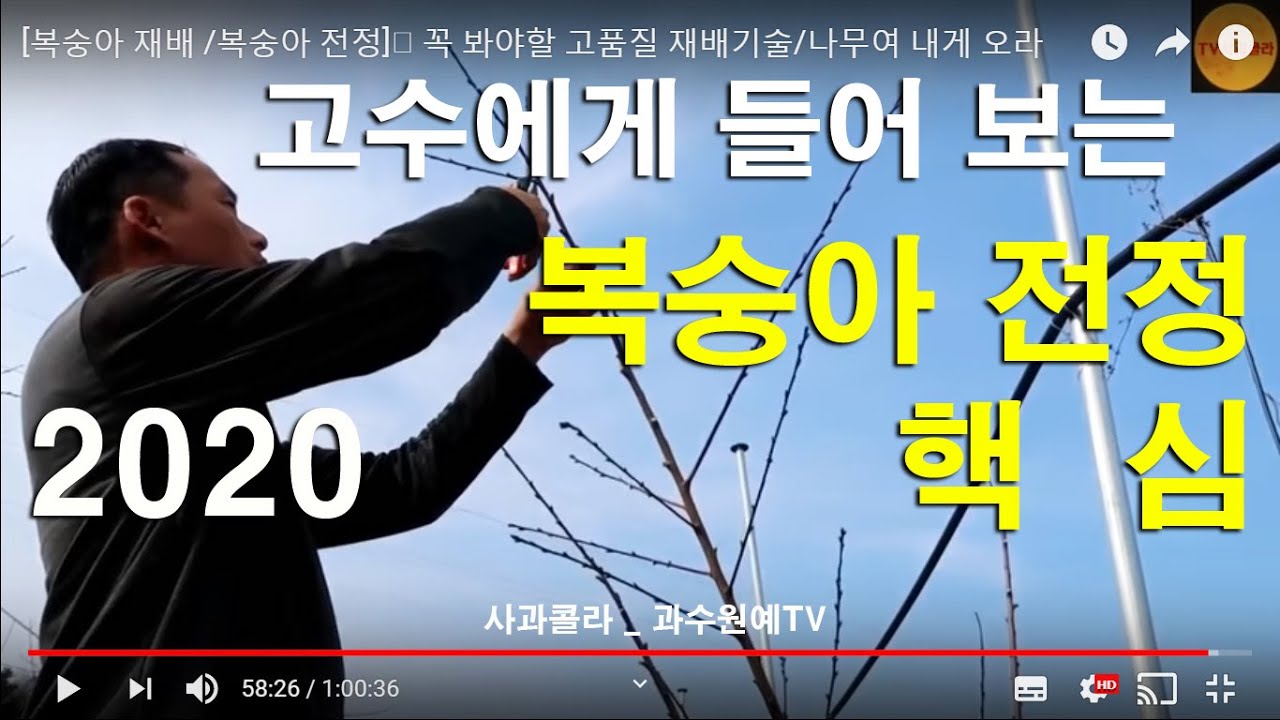 [복숭아 전정 /복숭아 재배]👑 결과지 하수형/고수에게 들어보다/나무에게 맡겨라/나무생리를 알아야