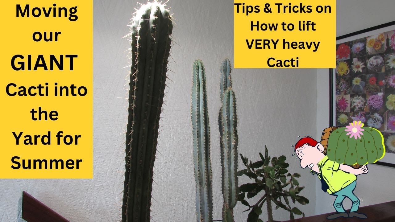 Moving GIANT Cactus Plants into the Yard for Summer | Tips & Tricks on How to lift VERY Heavy Cacti