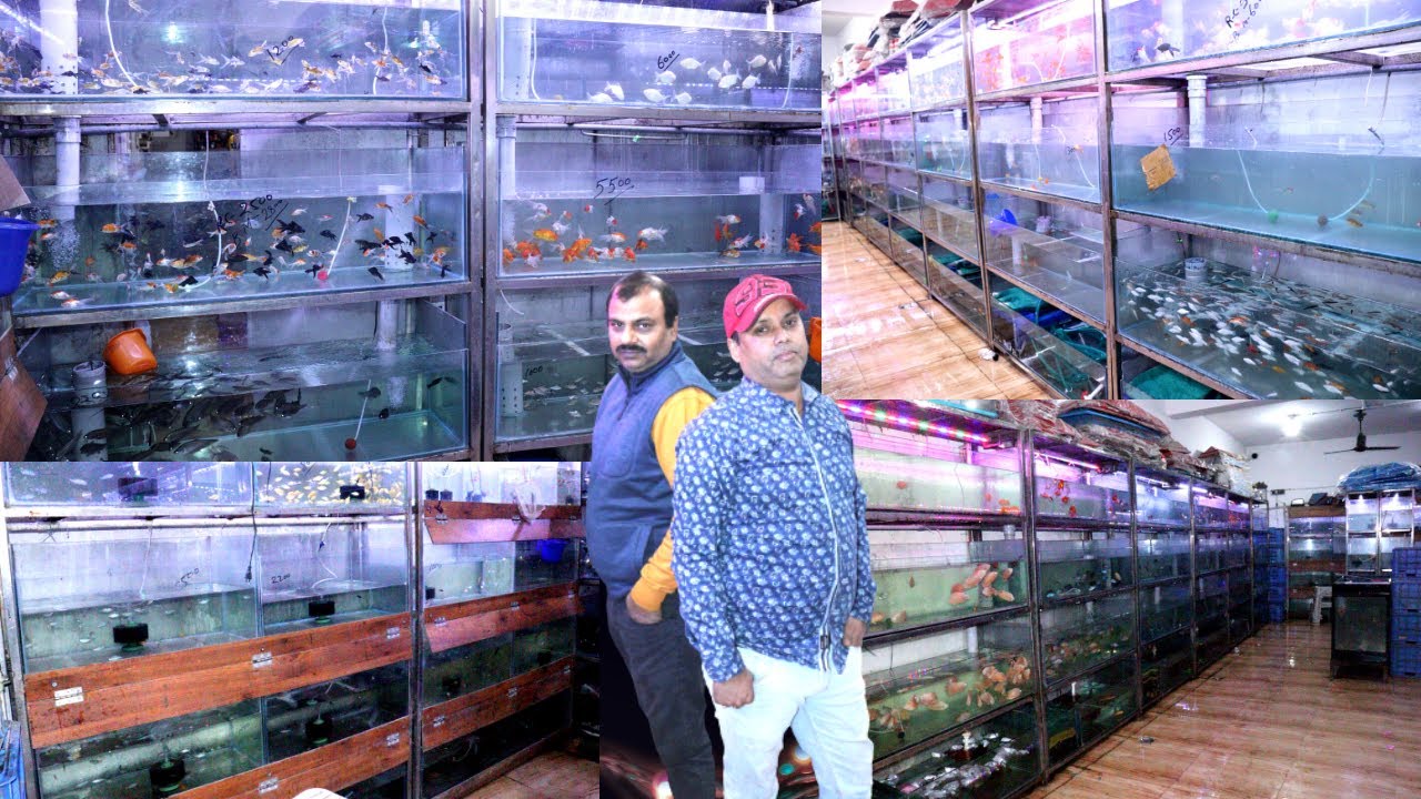 Aquarium Fish Collection at Wholesale Pet Store in Delhi || Wholesale Fish Shop in Ghitorni Delhi