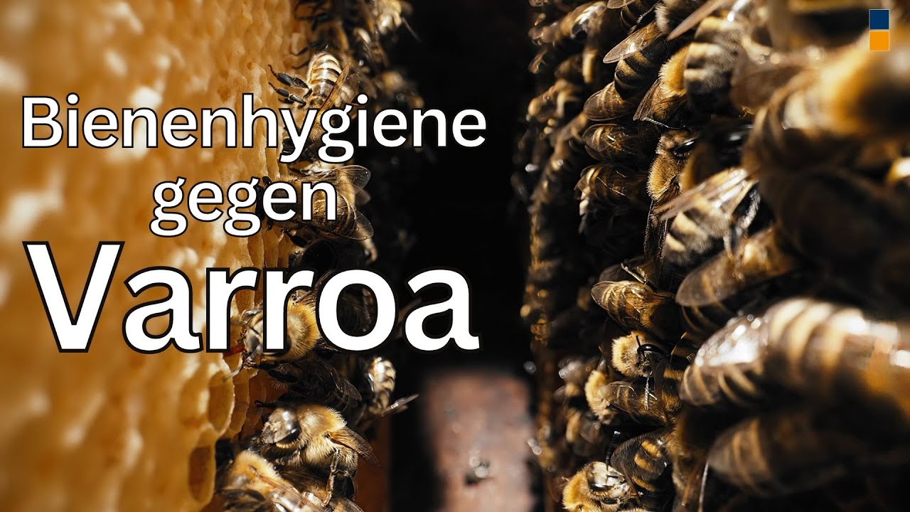 Varroa-sensible Hygiene bei Bienen, neue Erkenntnisse zum Verhalten im Kampf gegen die Varroa-Milbe