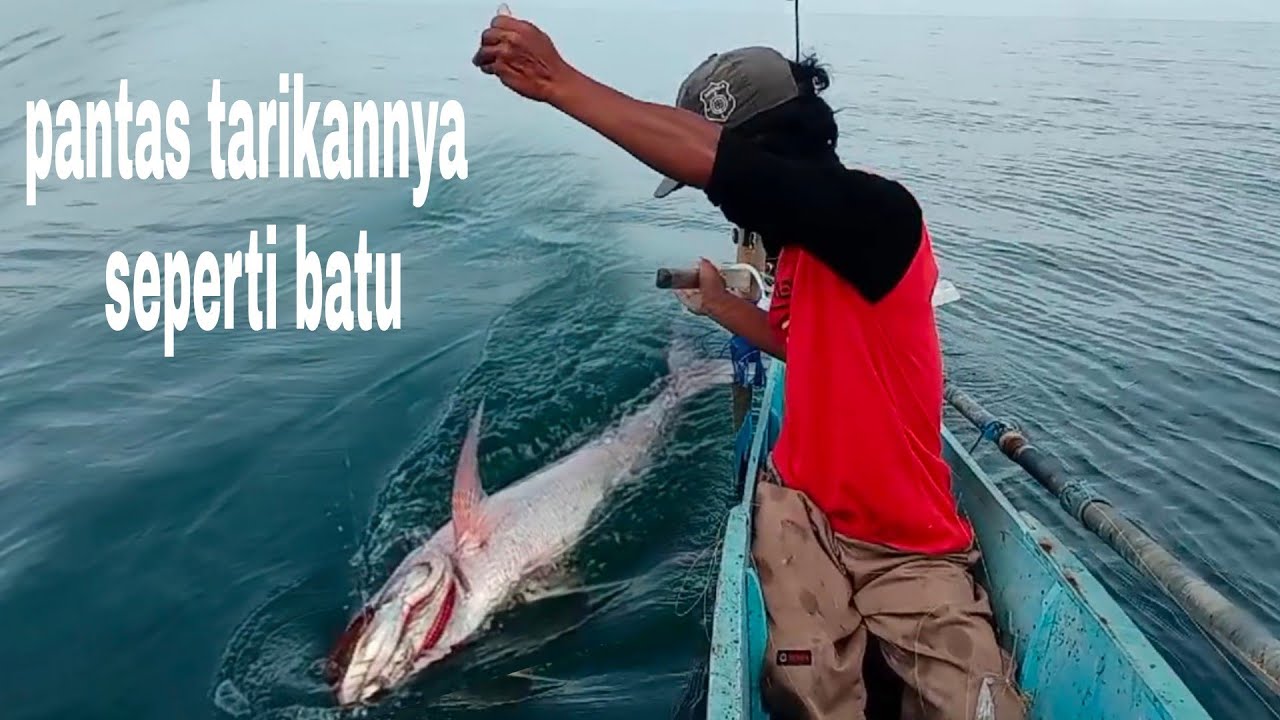 Pantas tarikannya seperti narik batu ternyata ini buabon #papa.rette mania