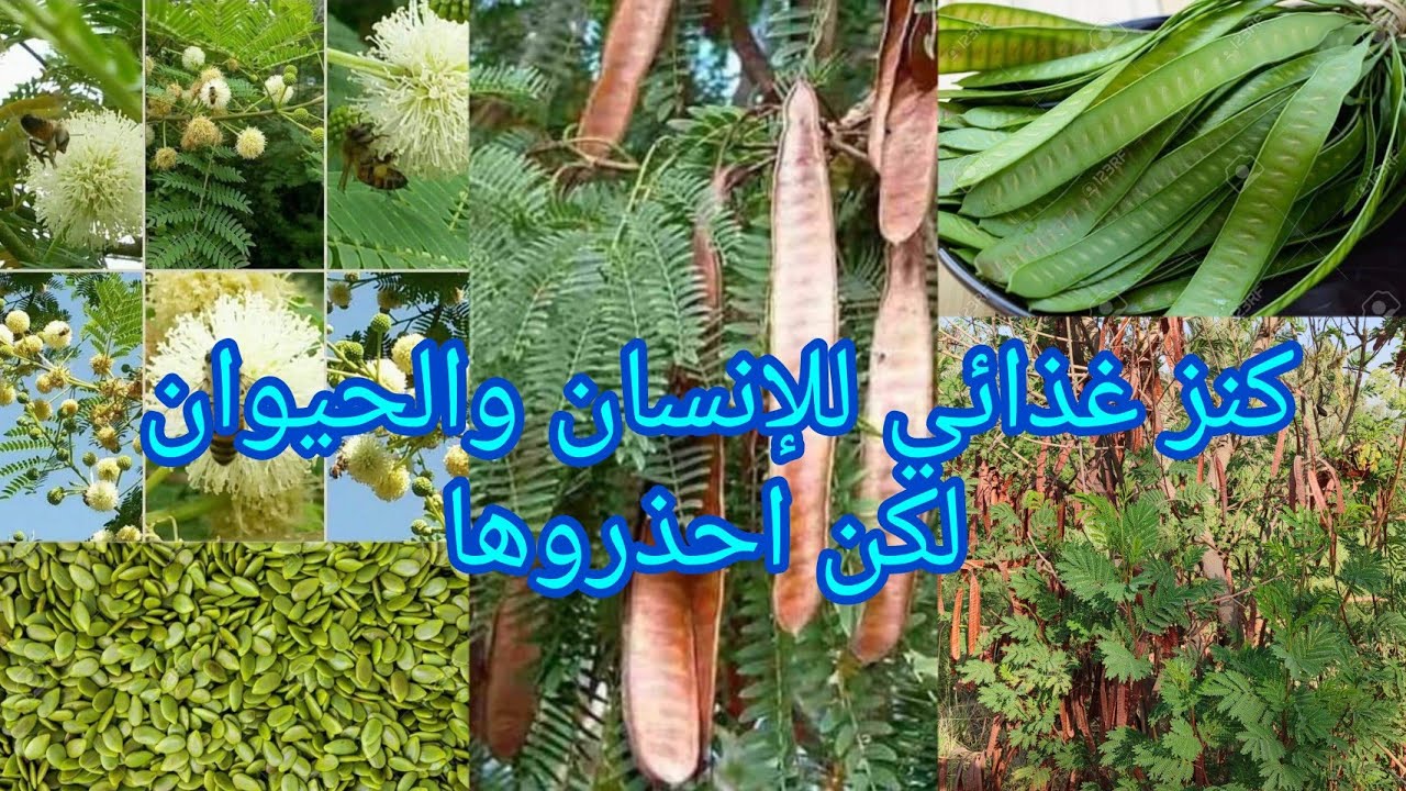 اللوسينا Leucaena أو اللوسينيا كنز غذائي متكامل للإنسان والحيوان والتربة لكن احذروا عند زراعتها