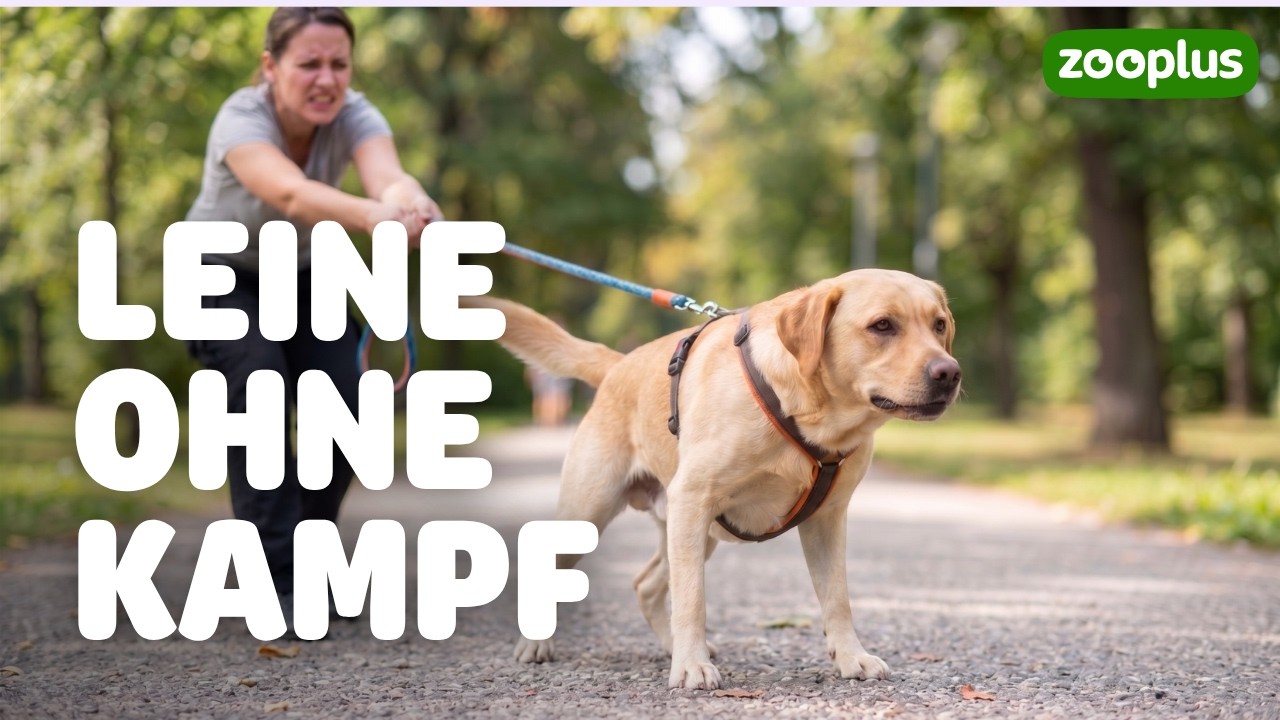 Hund zieht an der Leine &ndash; Was tun? Nie wieder Frust mit der richtigen Leinenf&uuml;hrigkeit!